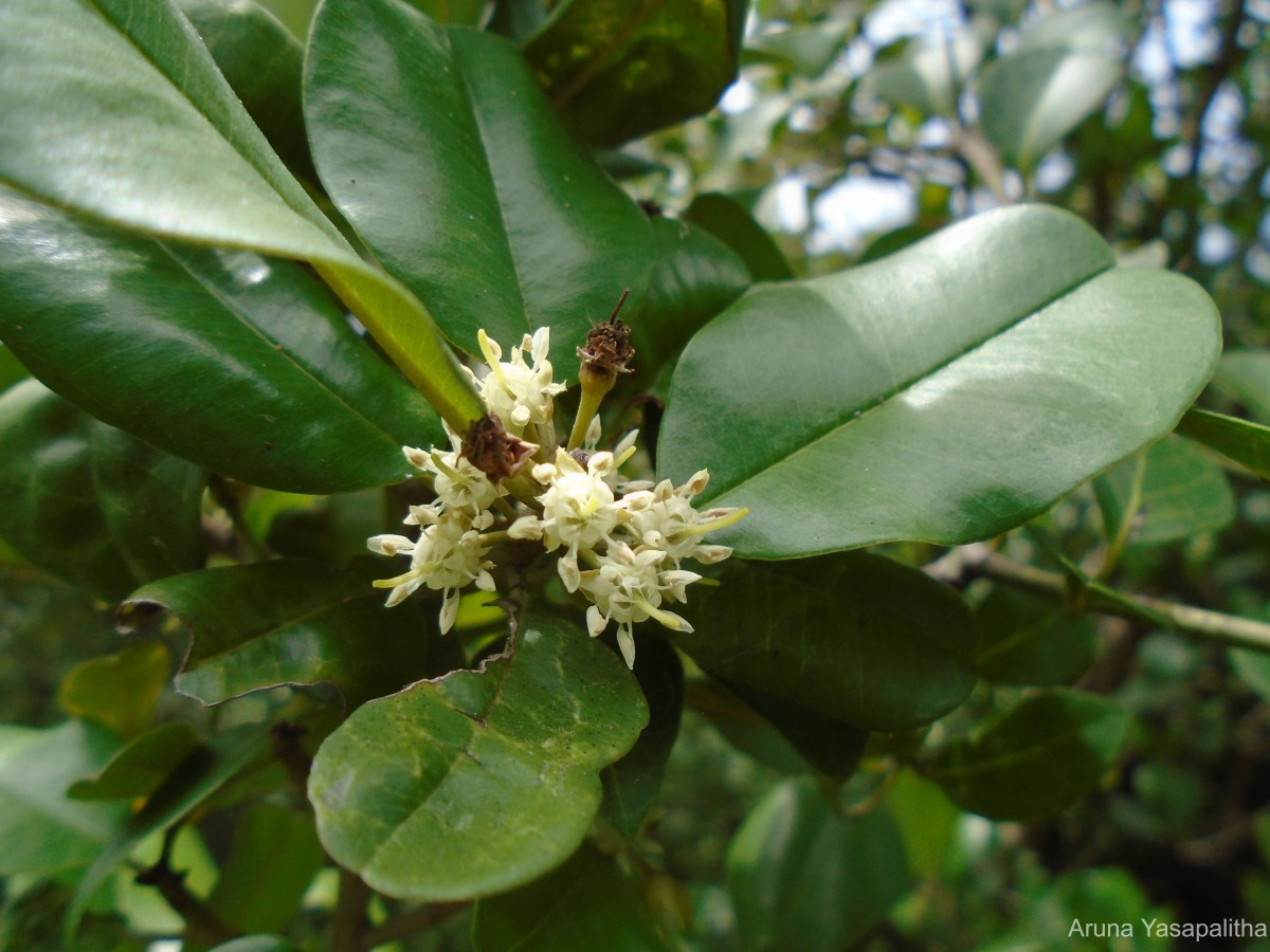 Manilkara hexandra (Roxb.) Dubard